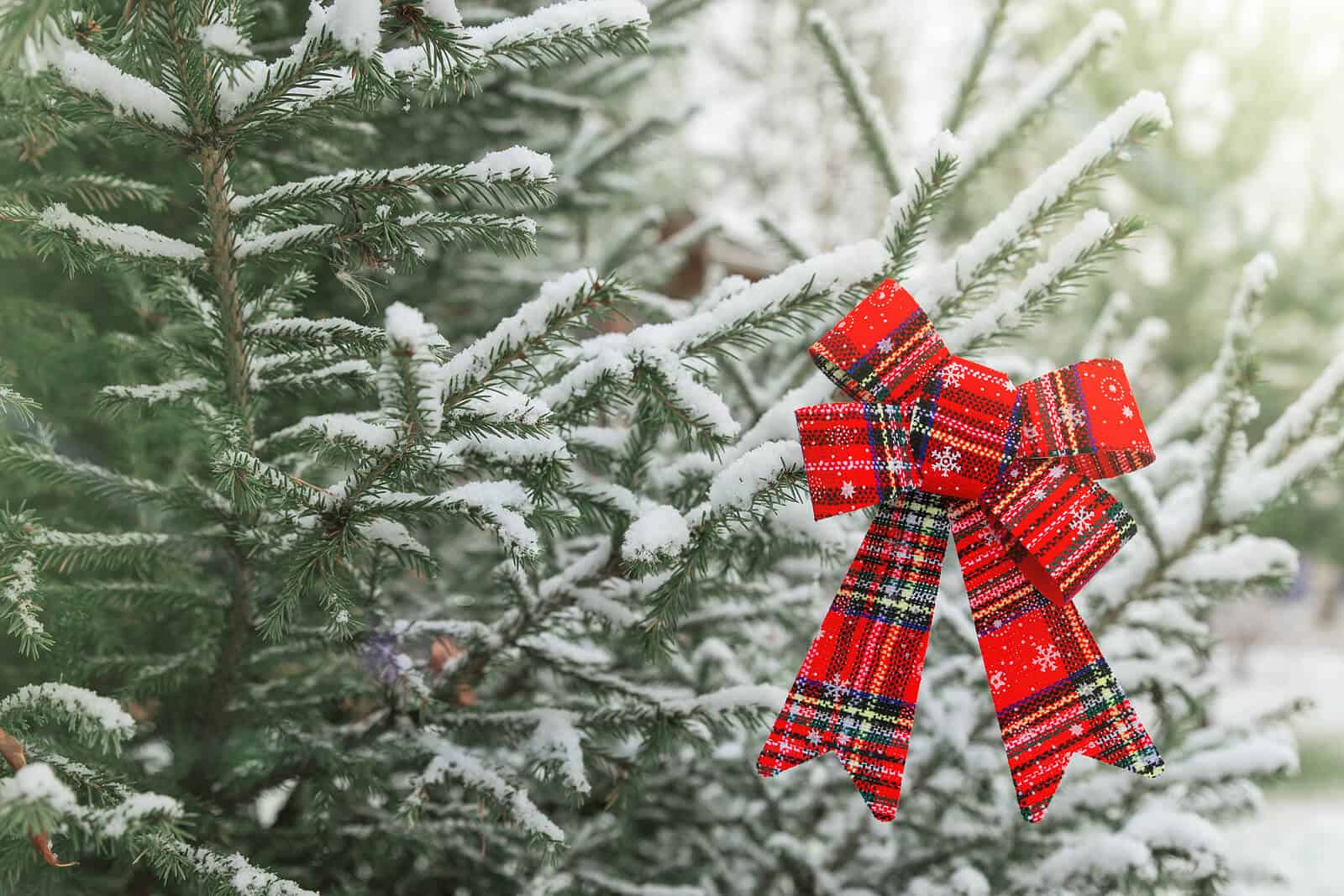 Snowy Ribbon | Depression Therapist In North Carolina | Depression Treatment In Asheville, Nc | Depression Symptoms Asheville, Nc | 28801